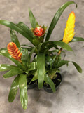 4" Bromeliad Assorted Varieties